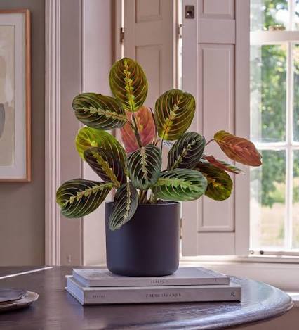 Prayer Plant