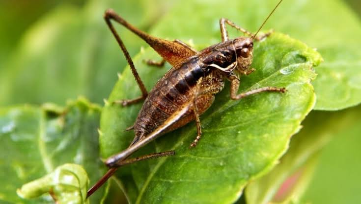 how long do crickets live